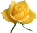 A Yellow Rose. Katie loved yellow roses.